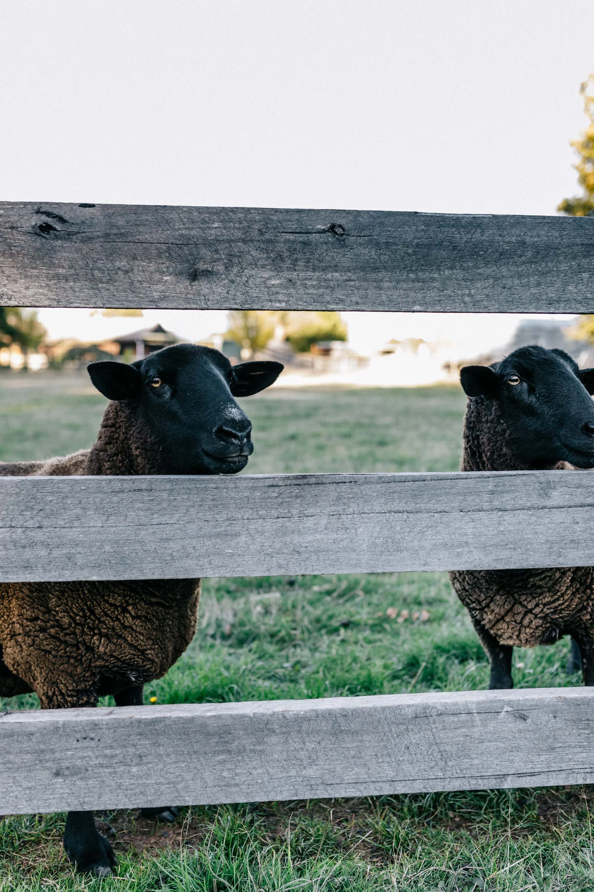 Marnie Hawson, Melbourne interior photographer for Country Style magazine and Ewing Farm, Tylden. Styling by Tess Kavanagh.&nbsp;
