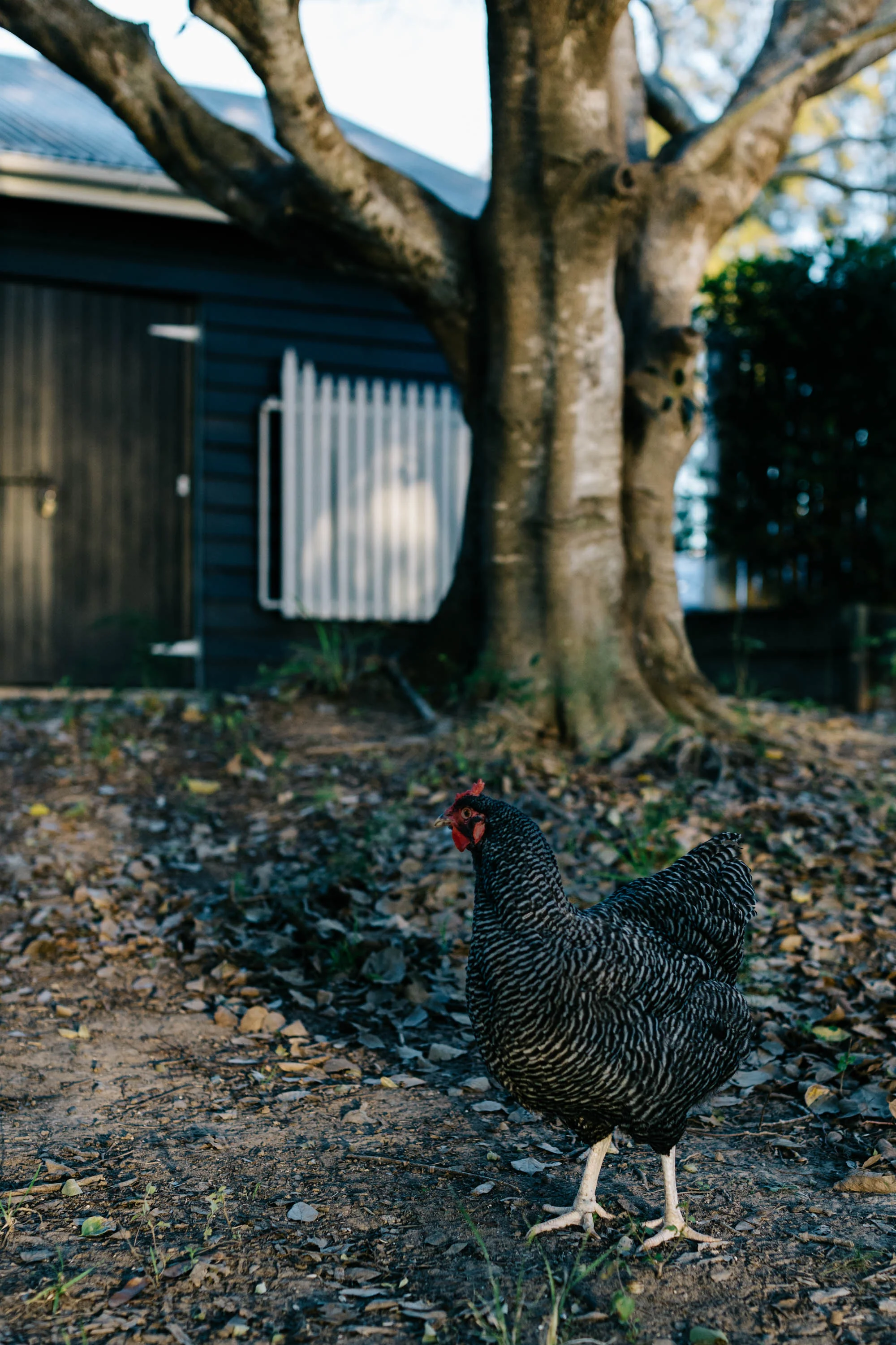 Marnie Hawson, Melbourne interior photographer for Cheryl Carr, Boonah and Country Style magazine