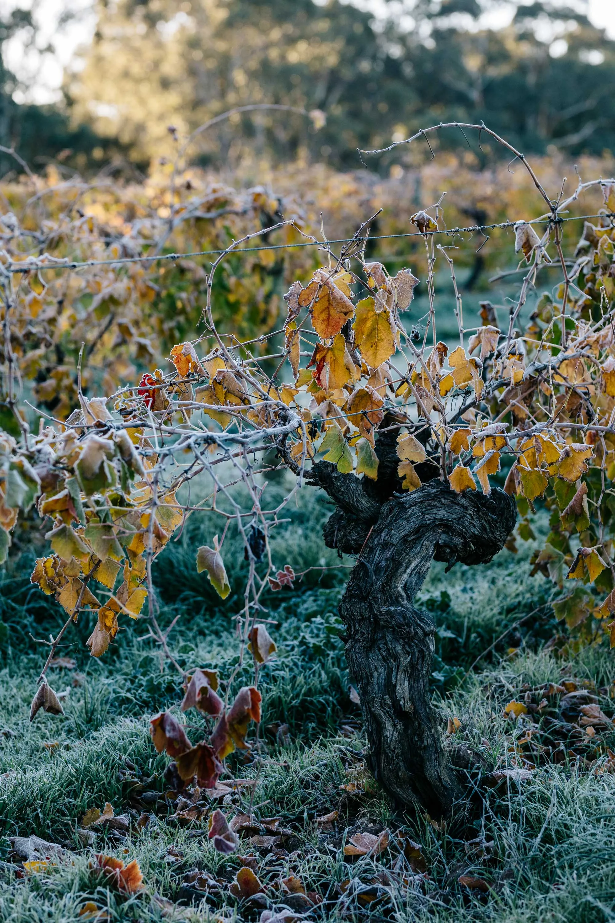 Marnie Hawson, Melbourne lifestyle photographer, for Langmeil Winery, Barossa and Country Style magazine