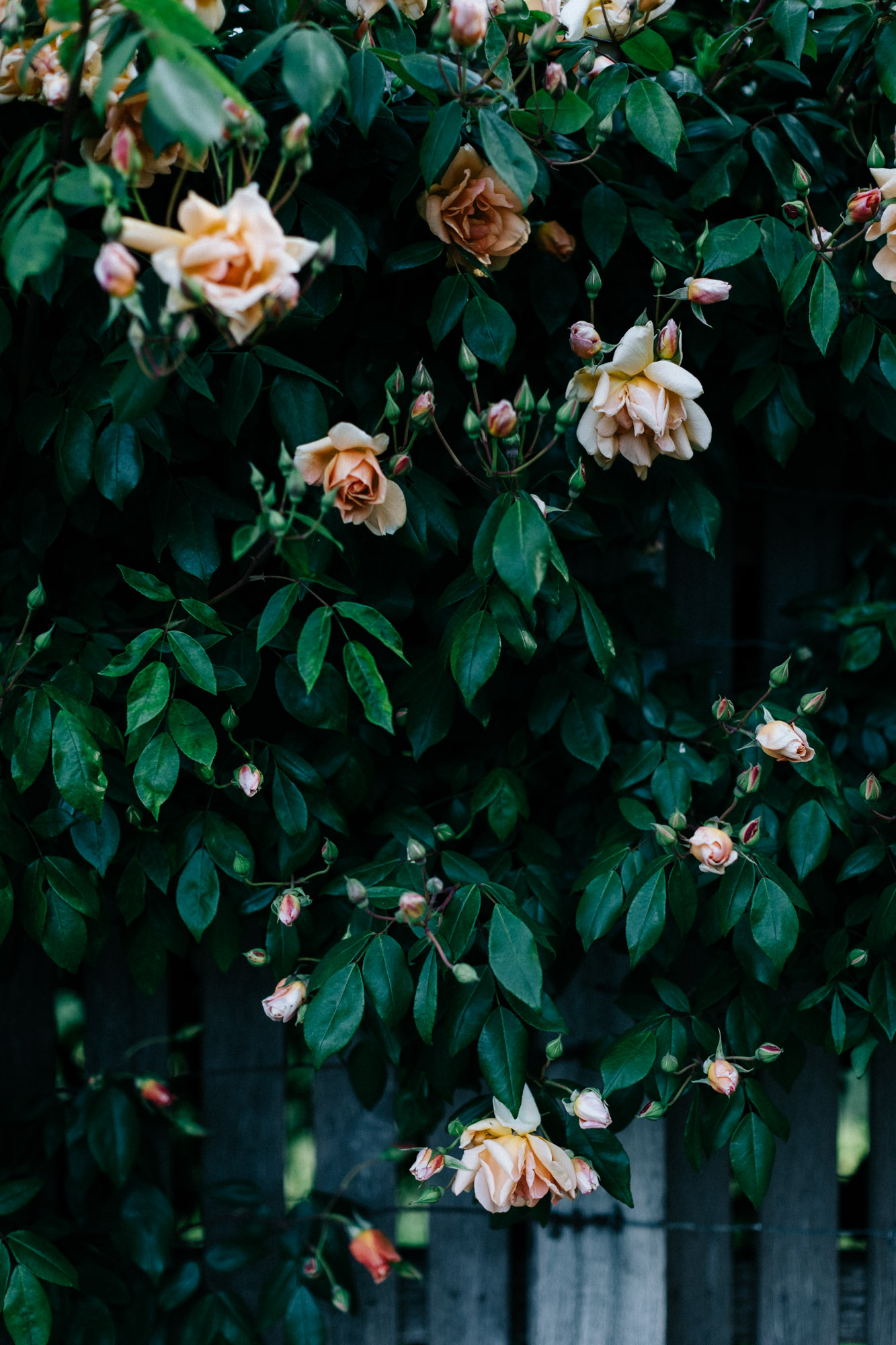 Marnie Hawson, Melbourne interior photographer for Mount Mitchell and Country Style magazine. Styling: Lee Blaylock