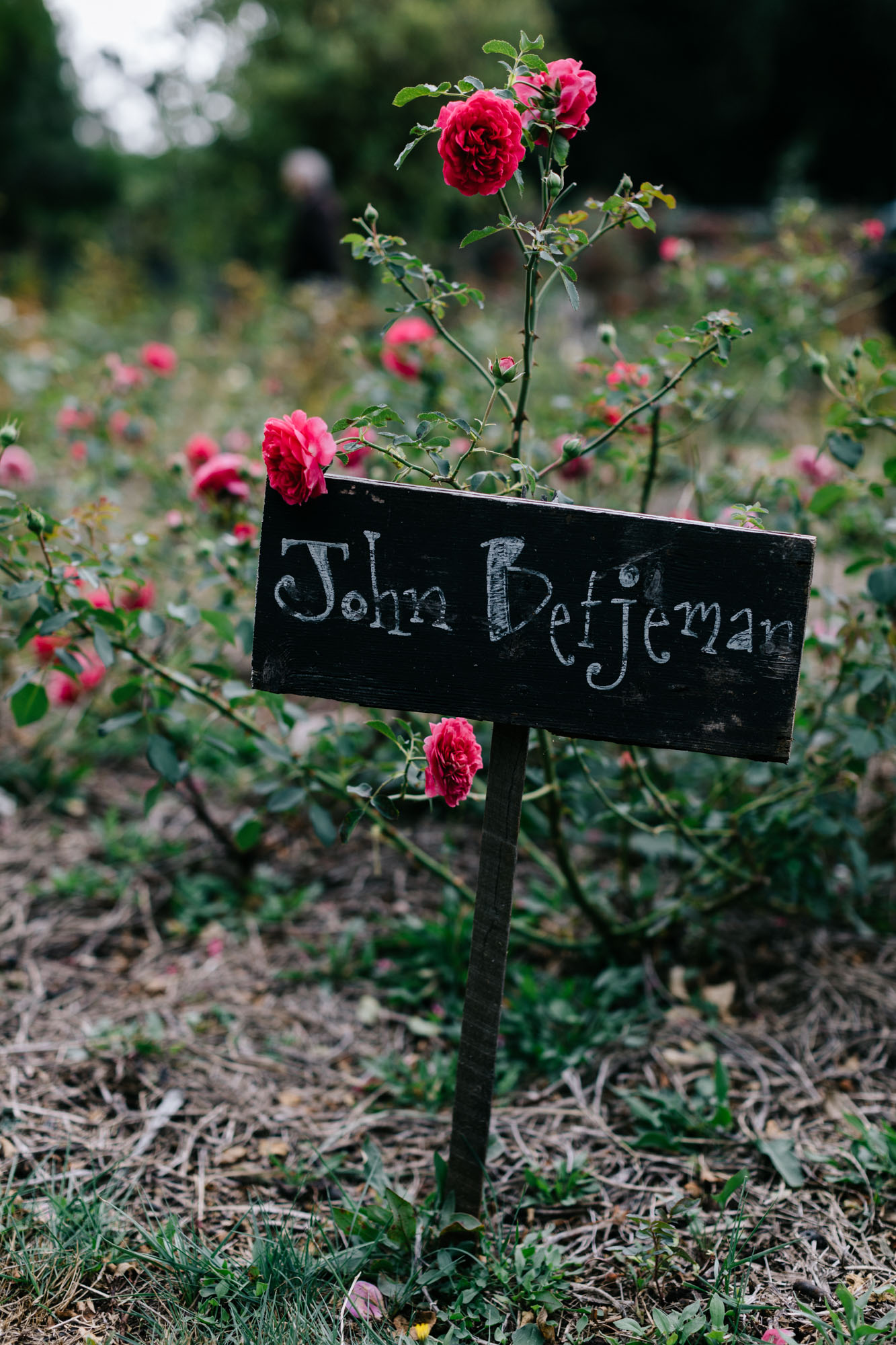Rose paddock at Acre of Roses, Trentham - a sustainable flower farm and luxury country accommodation. Photography by Marnie Hawson, Melbourne ethical photographer.