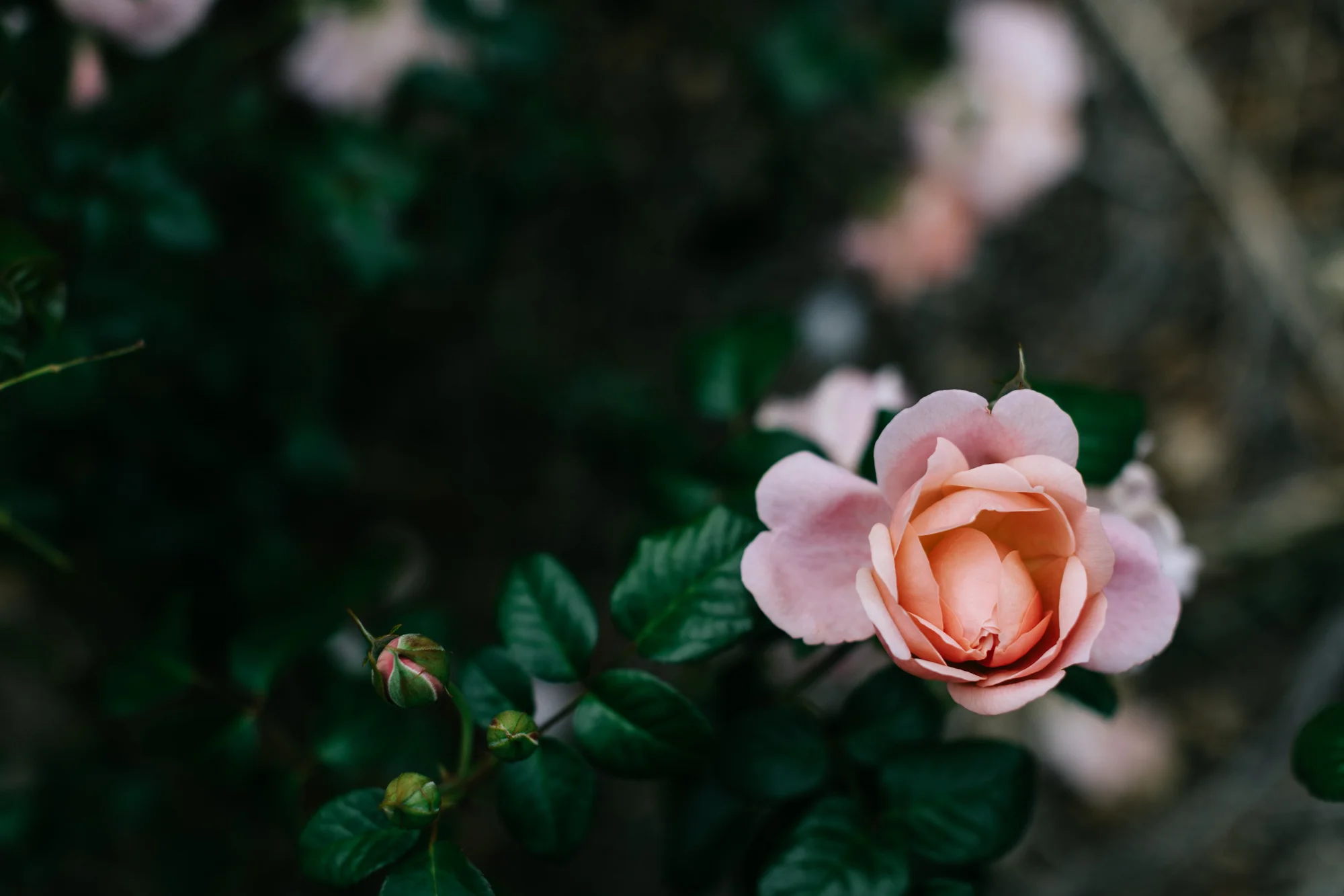 Rose paddock at Acre of Roses, Trentham - a sustainable flower farm and luxury country accommodation. Photography by Marnie Hawson, Melbourne ethical photographer.