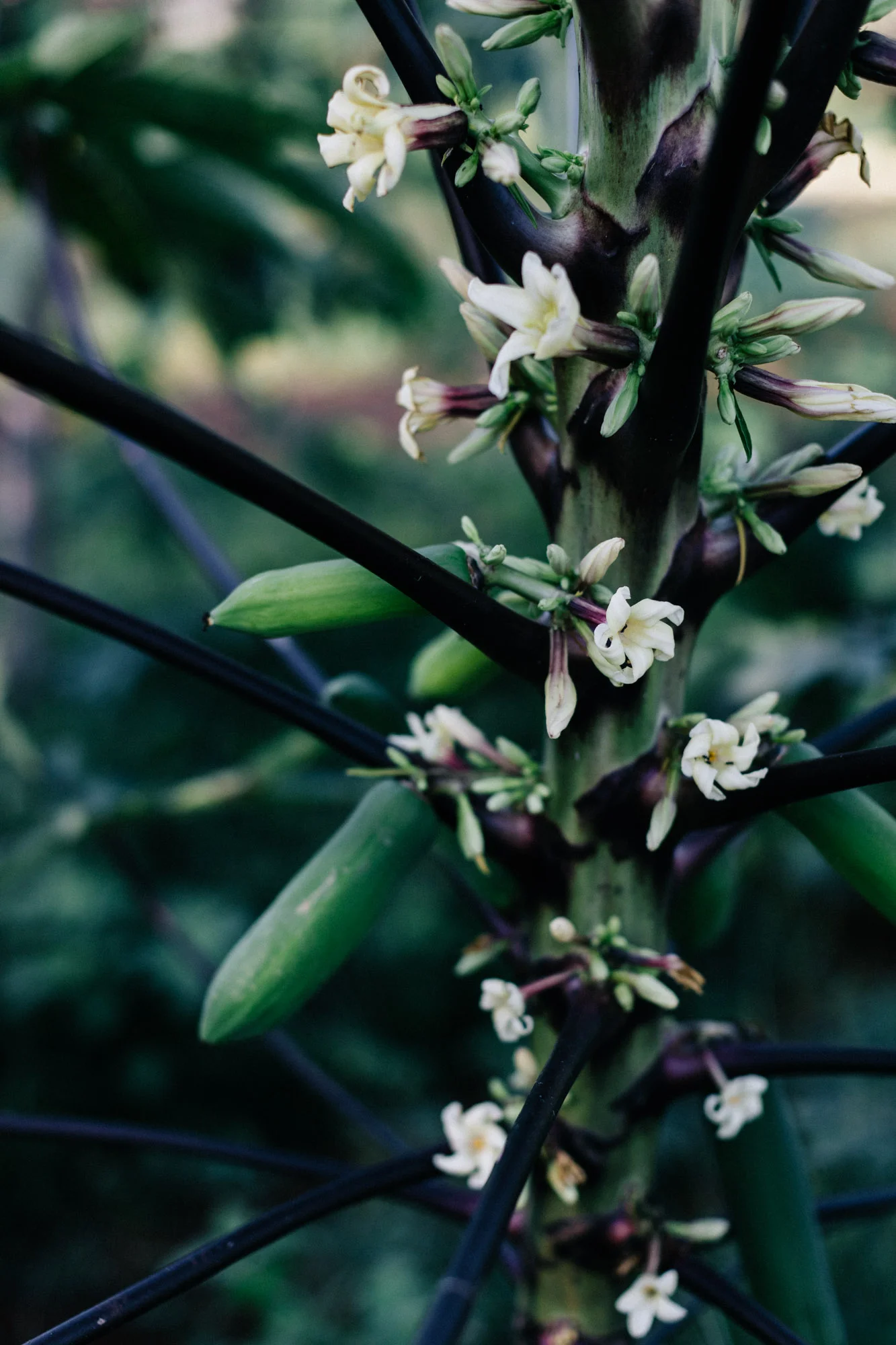 Marnie Hawson, ethical lifestyle photographer for Boon Luck organic farm and Country Style magazine