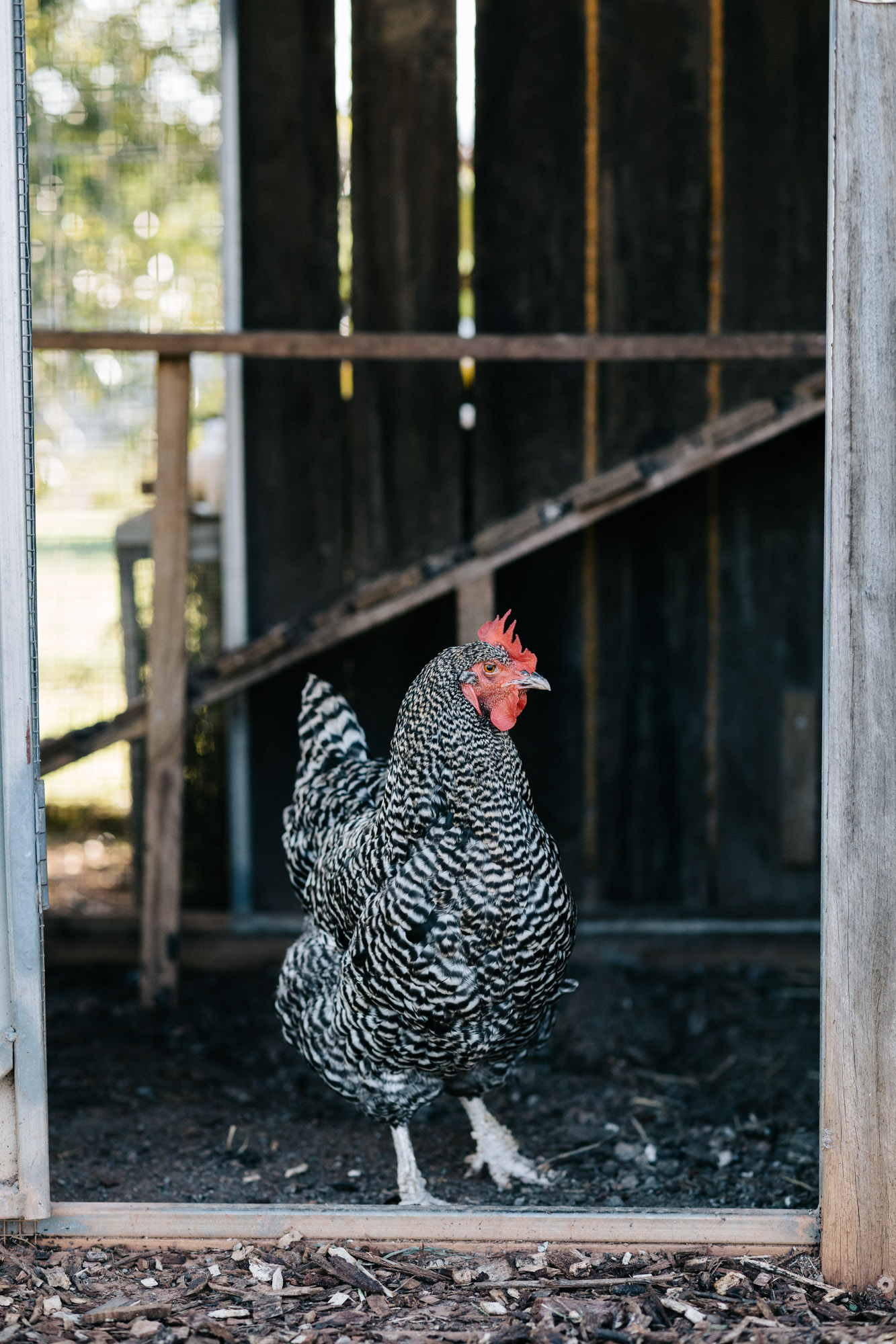 Melbourne lifestyle photographer, Marnie Hawson, for Country Style and Ten Acres Farm, Ninderry QLD