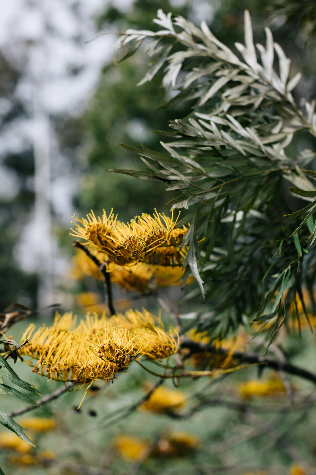 Melbourne travel photographer, Marnie Hawson for Country Style and Goondiwindi, QLD