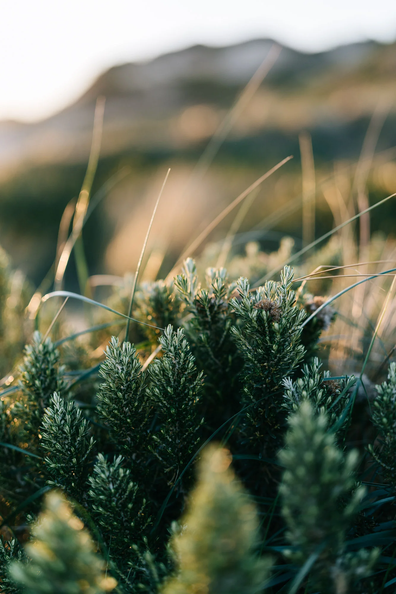 Purpose-driven photographer Marnie Hawson for The Sociable Weaver and The Bungalow, Cape Paterson Eco-Village.