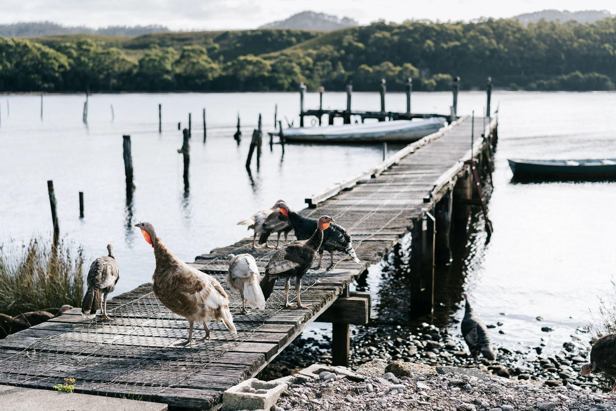 Marnie Hawson, Melbourne interior photographer for Captain's Rest, Strahan