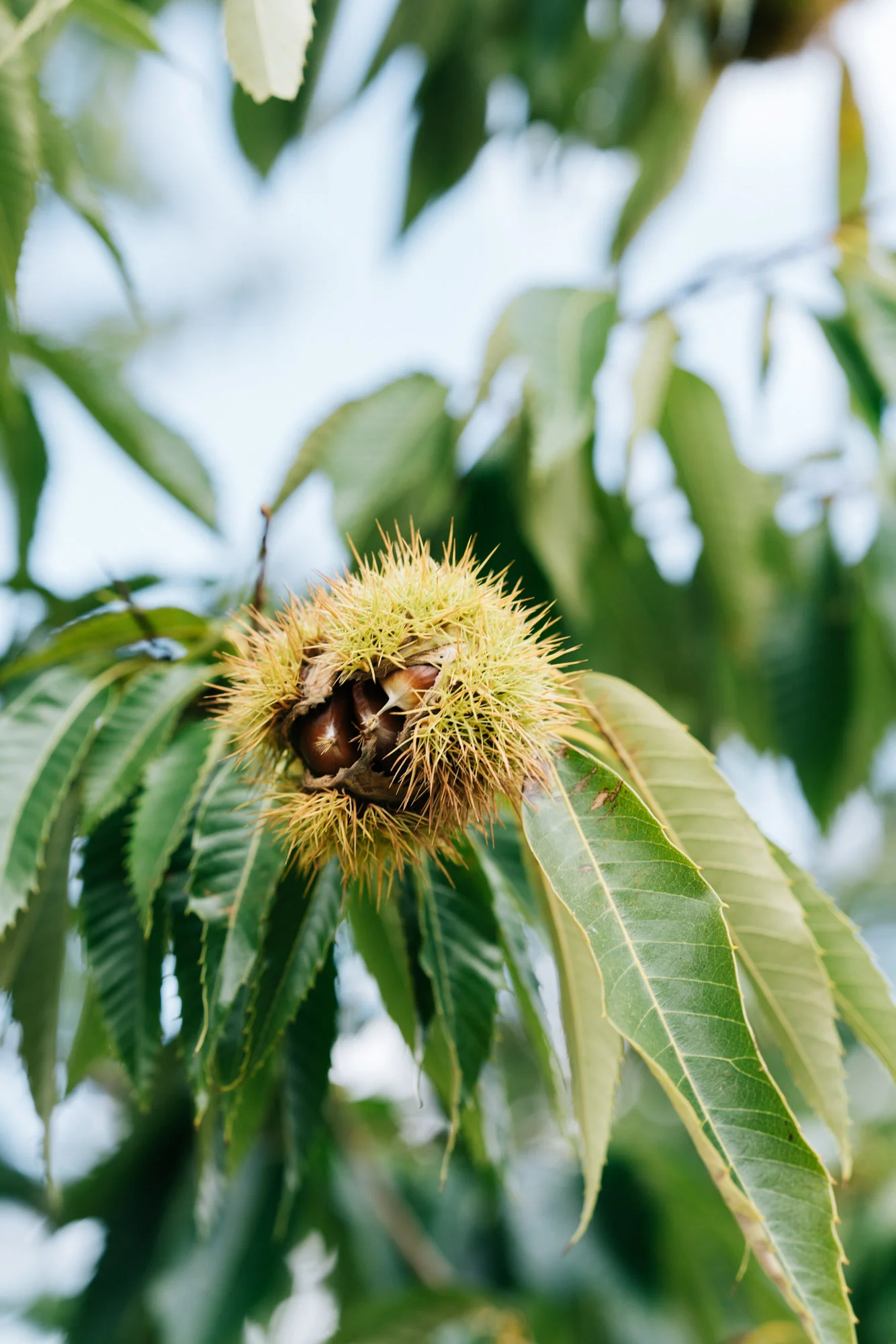 Walnuts in Myrtleford. Travel photographer, Marnie Hawson for Country Style and Myrtleford VIC