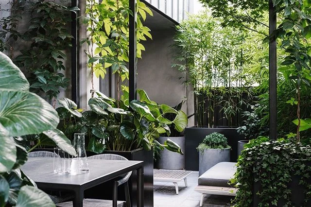 Greenery, wilderness, plants, trees, flowers, grasses. I shoot it all, and love big wild gardens - but structured courtyards like this beautiful one designed by @lisaellisgardens are just as lovely. And it had a cat in it, which makes it a 100 times better :) As seen in @houseandgarden in July.