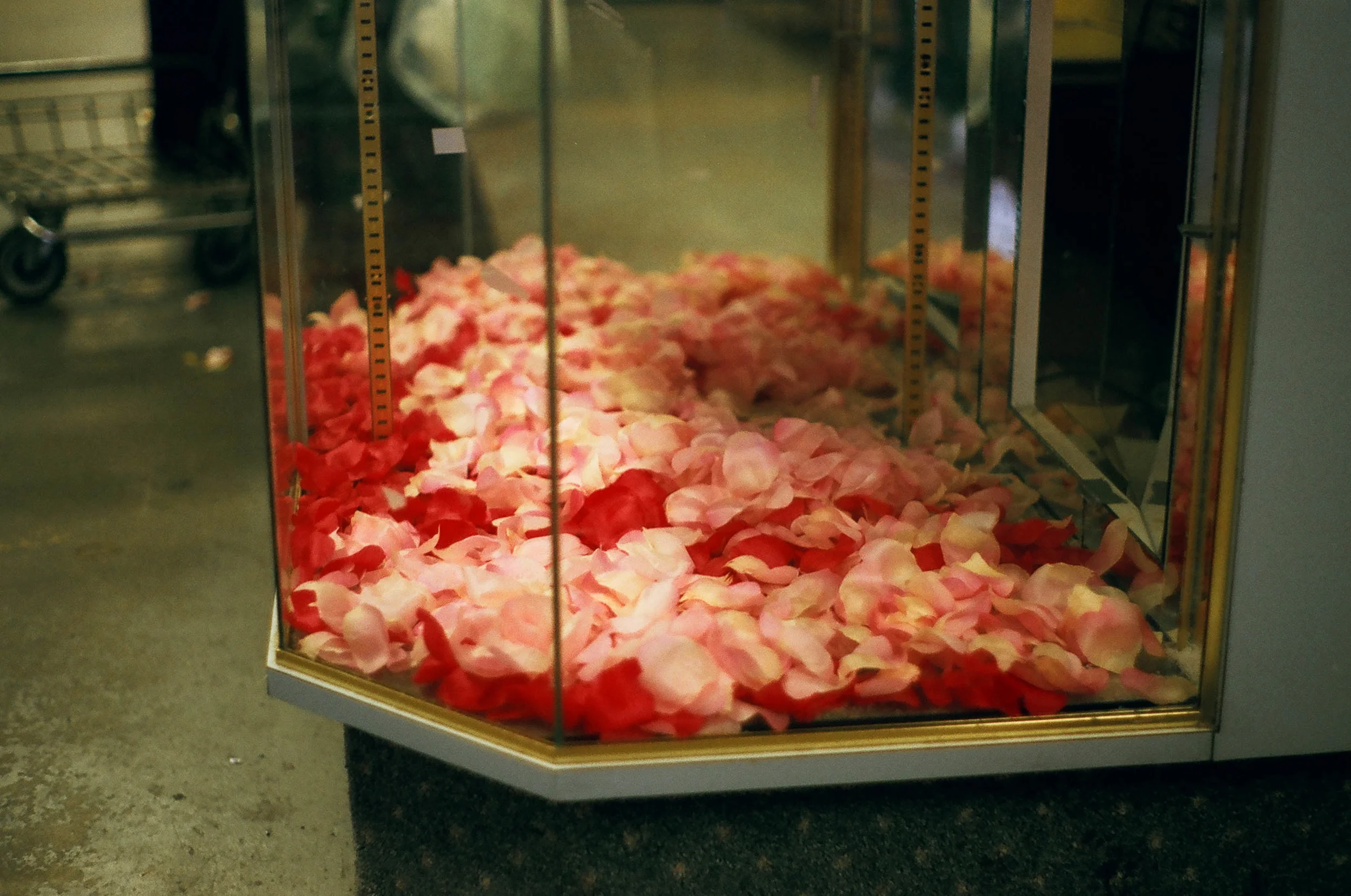 petals-1.jpg