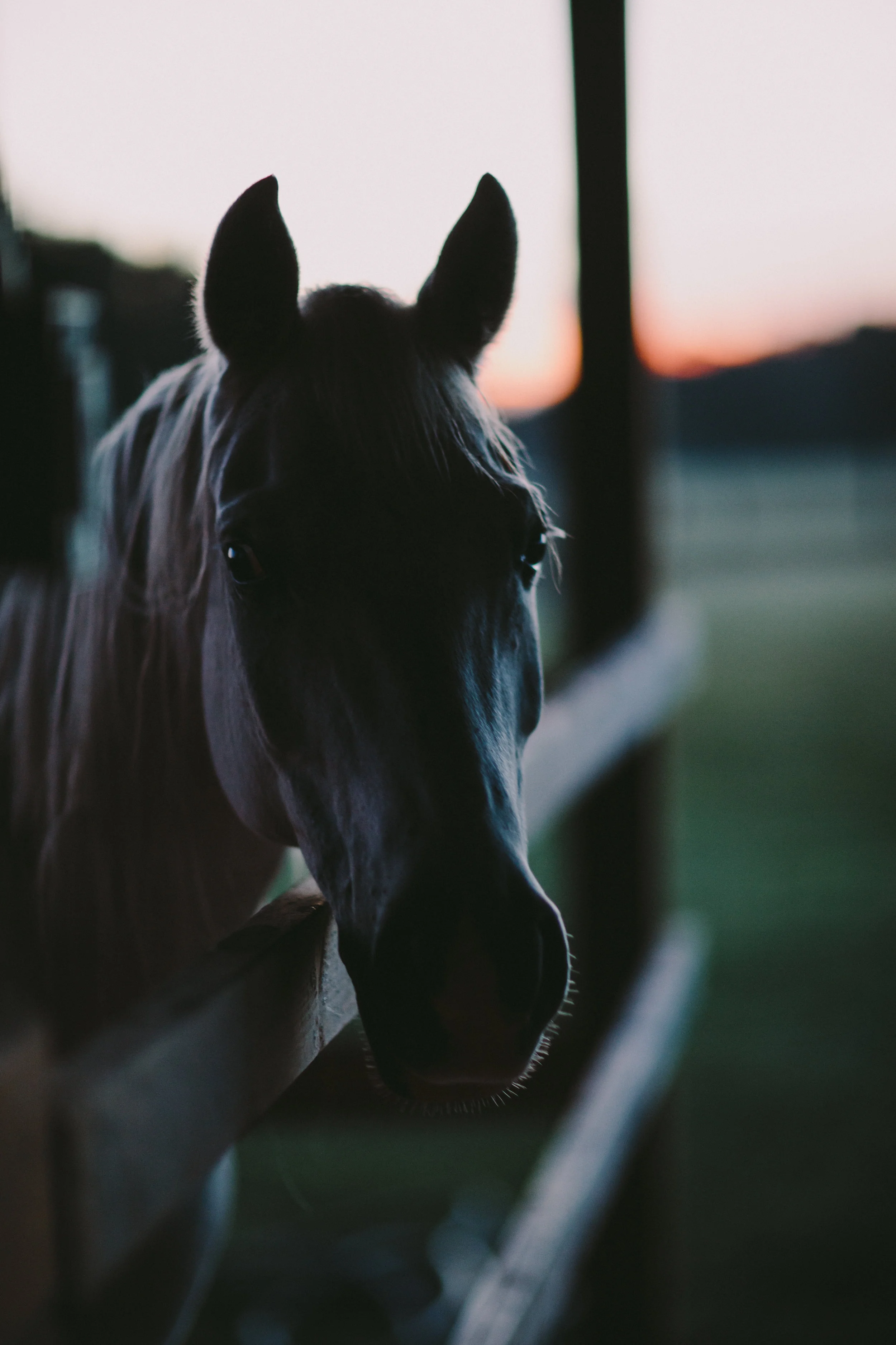 Horses15-8.jpg