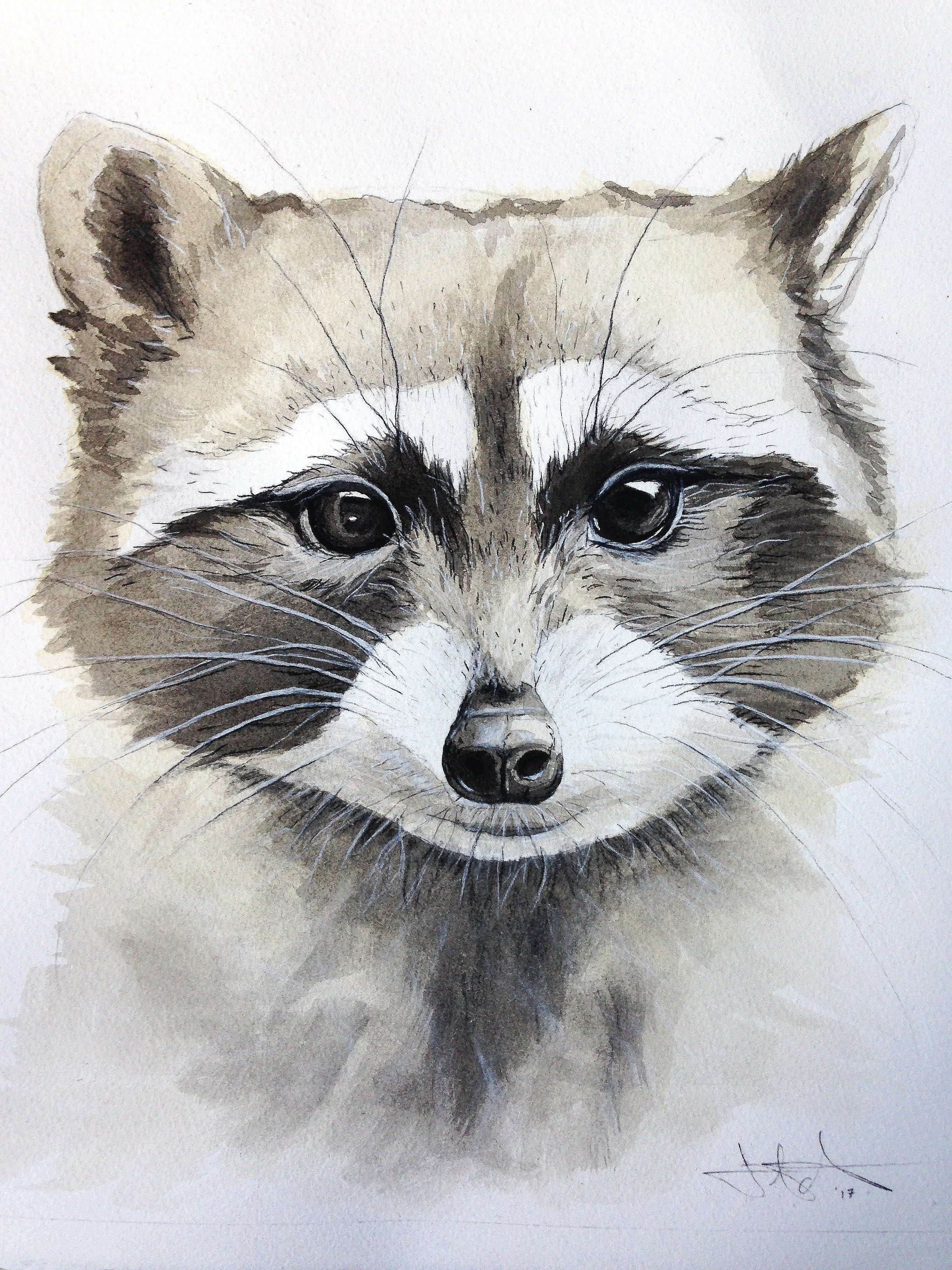 Raccoon