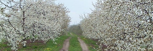 Sweet Cherries in Bloom 045.jpg