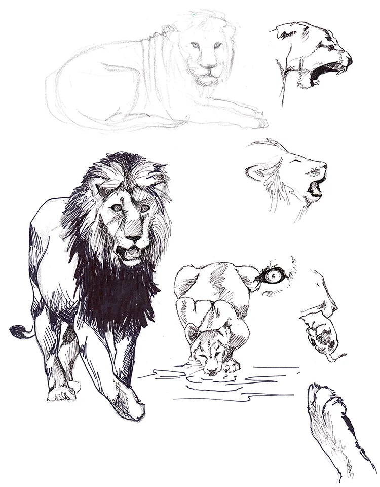 Animals_Process_0006.jpg