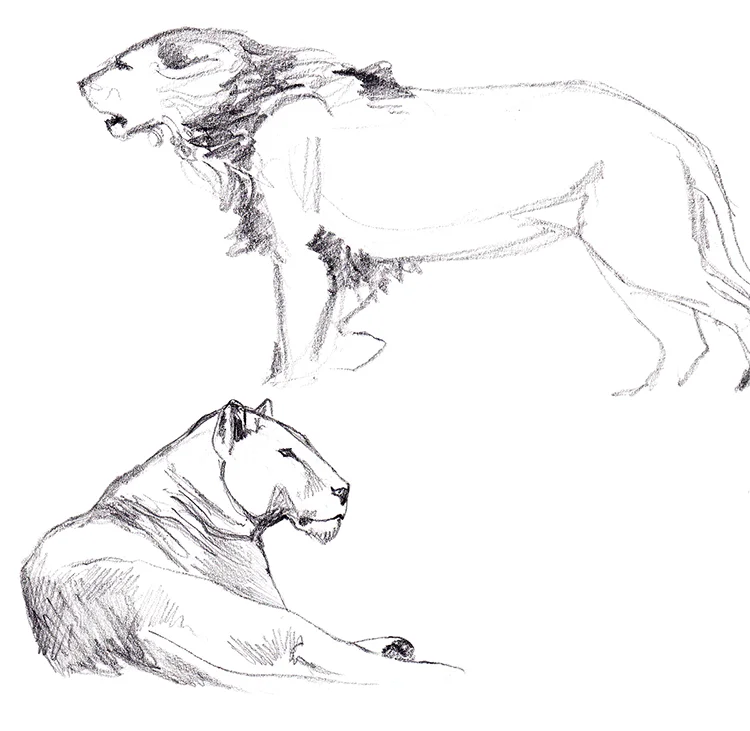 Animals_Process_0007.jpg