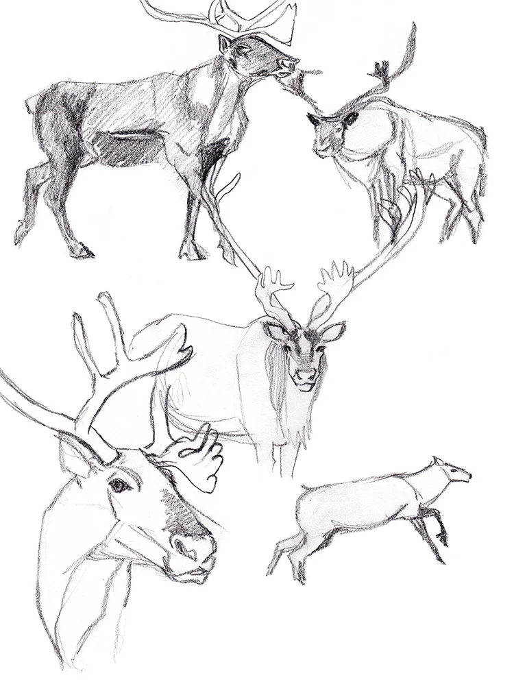Animals_Process_0028.jpg