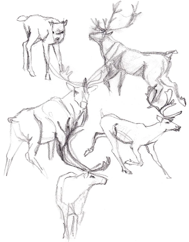 Animals_Process_0029.jpg