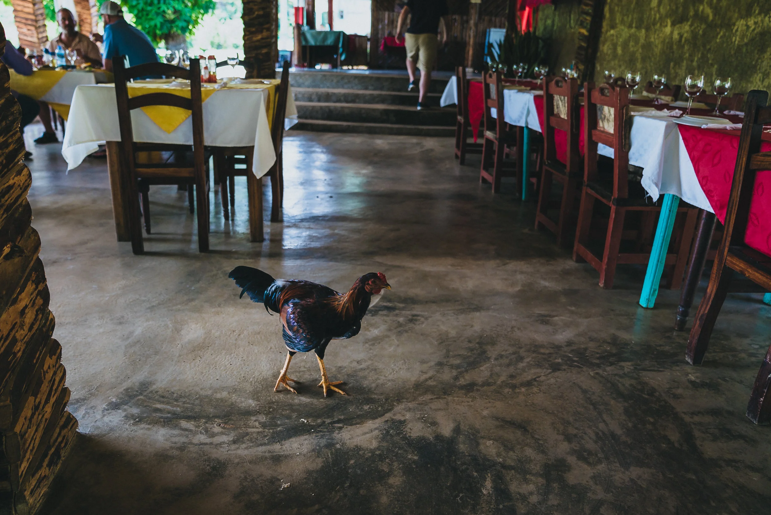 Animals are Everywhere in Cuba