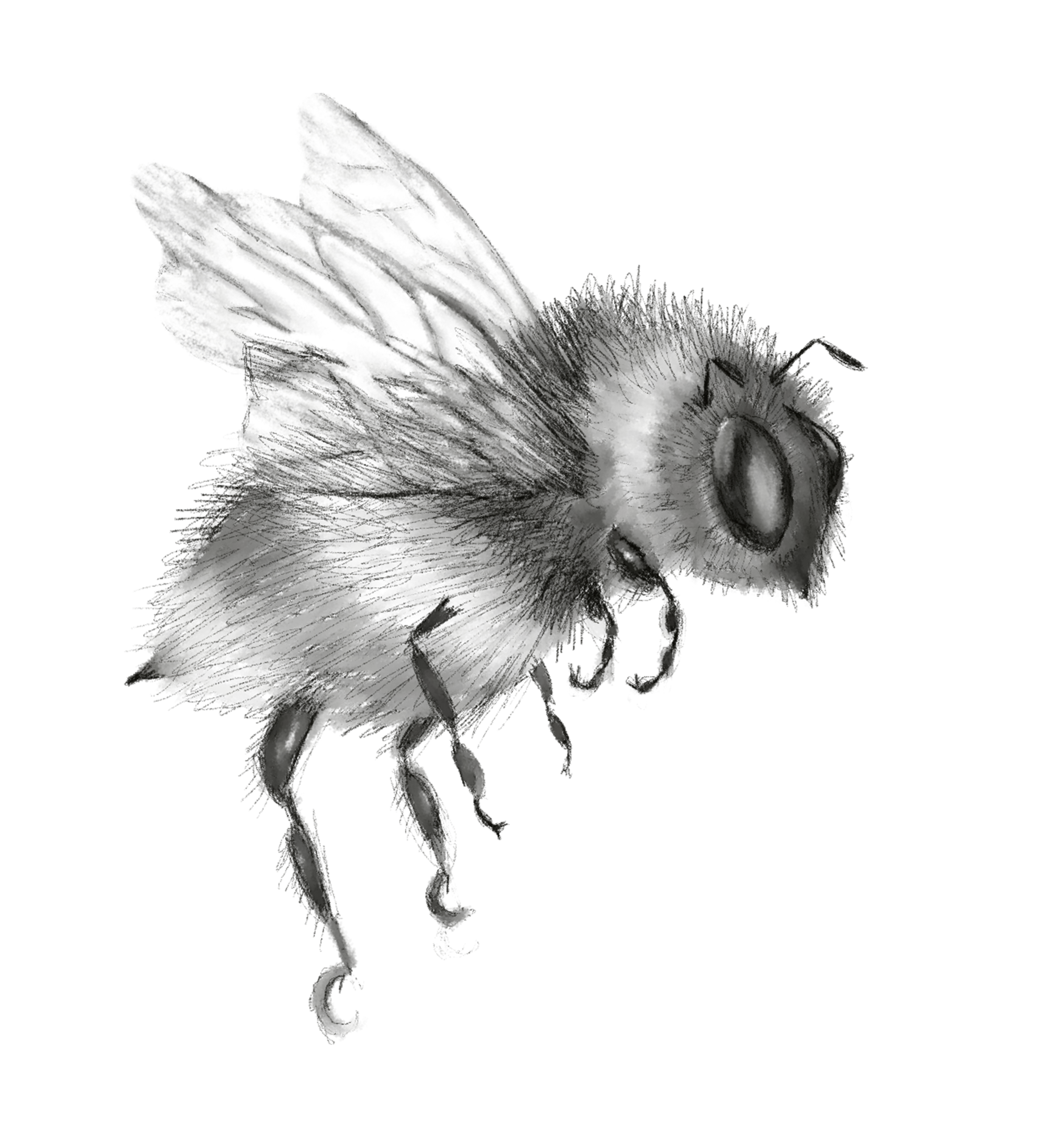 BeeTransparent.png