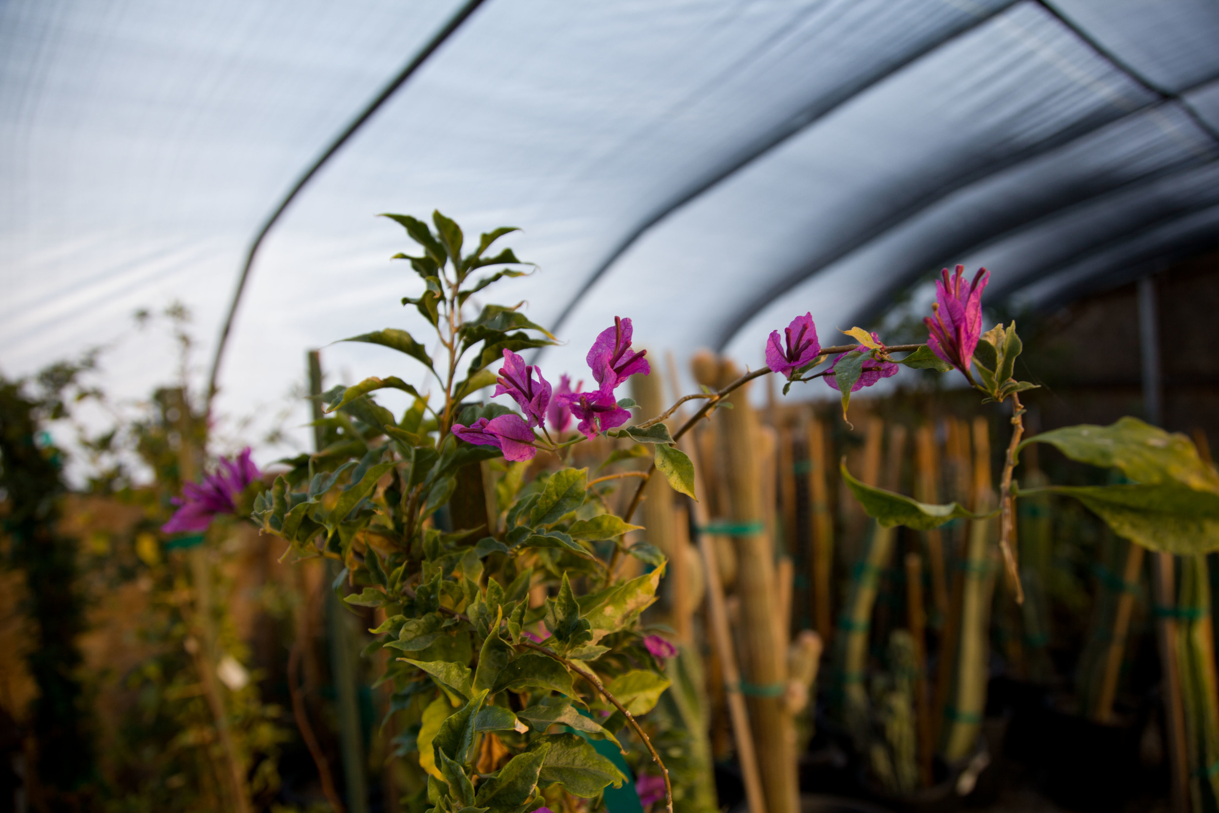 Contact Sunset Gardens