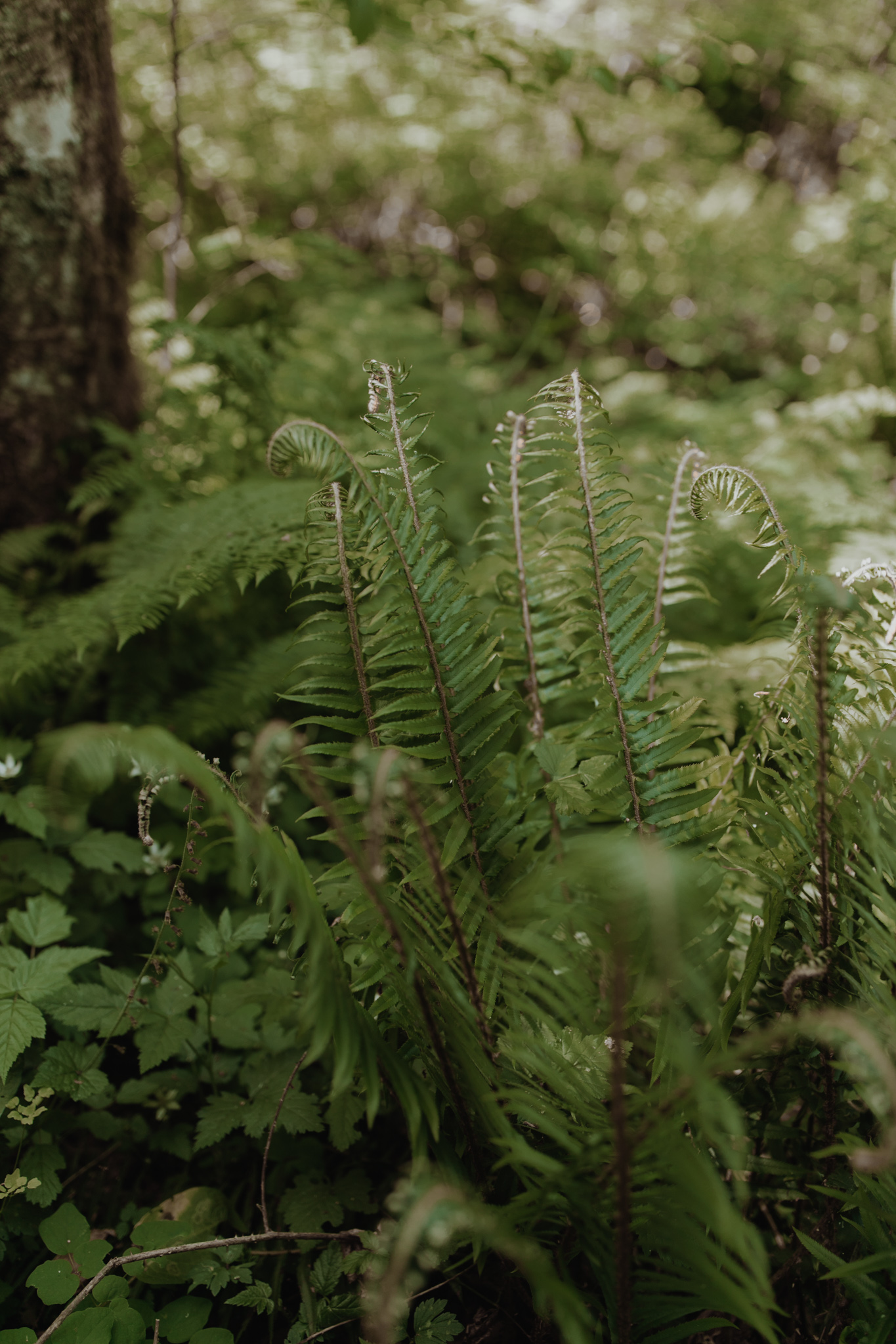 hornings_hideout_wedding_oliviastrohmphotography-27.jpg