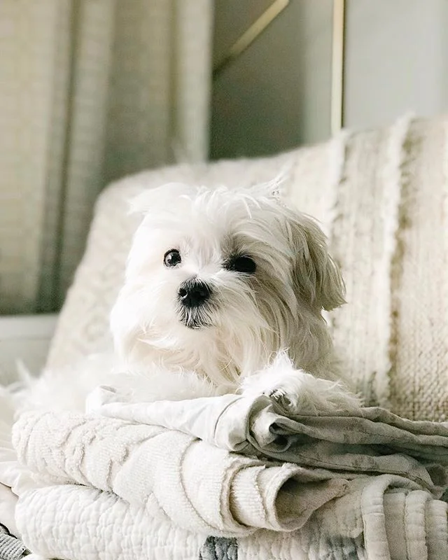 Tulip, Tutu, wiggly bum, jellybean, fluff bottom, peanut, flufferkin, BEAN!!!!! Just some names she doesn&rsquo;t respond to .
.
.
.
#vsco #vegan #unum #colourpalette #tinytulip #puppylove #maltese #puppy #dog #vscocam