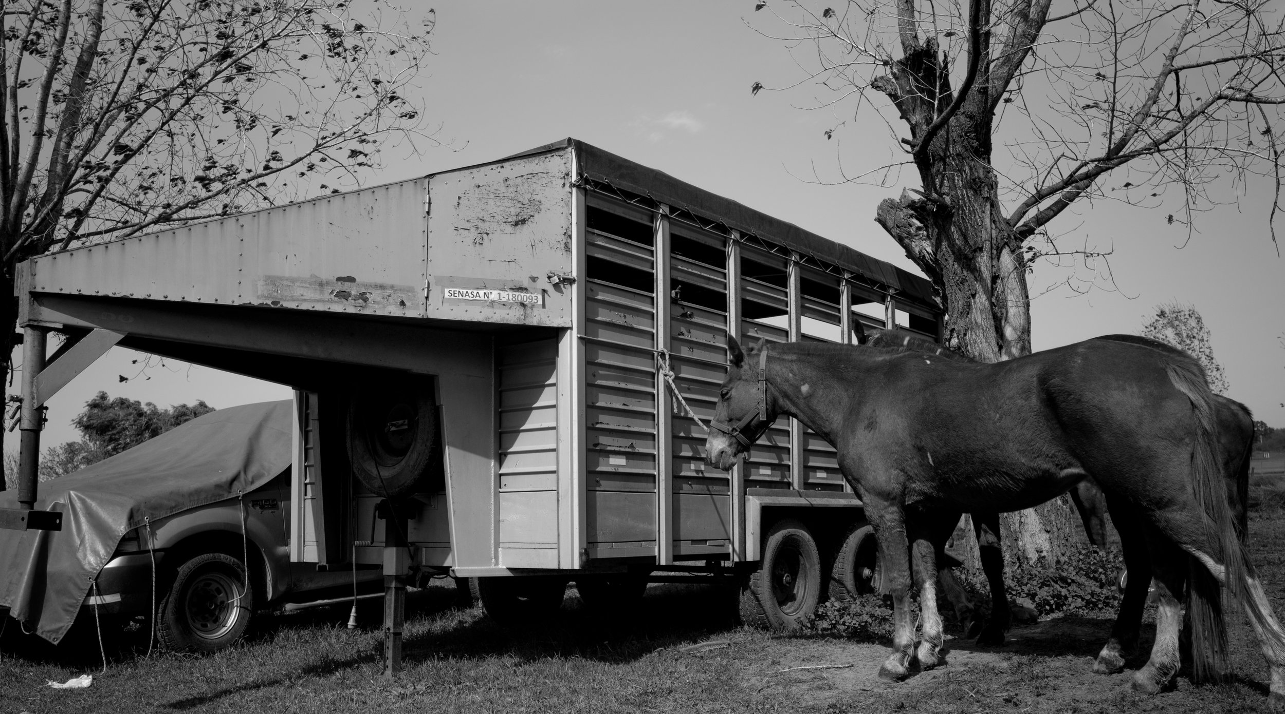 BuenosAires_Horses.jpg