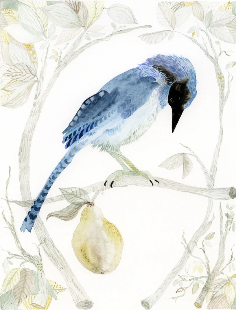 BlueJay2.jpg