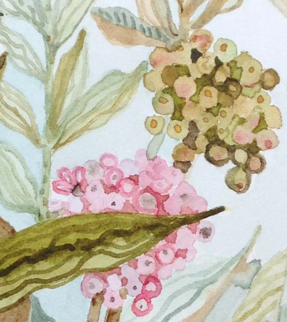 "Milkweed" Detail