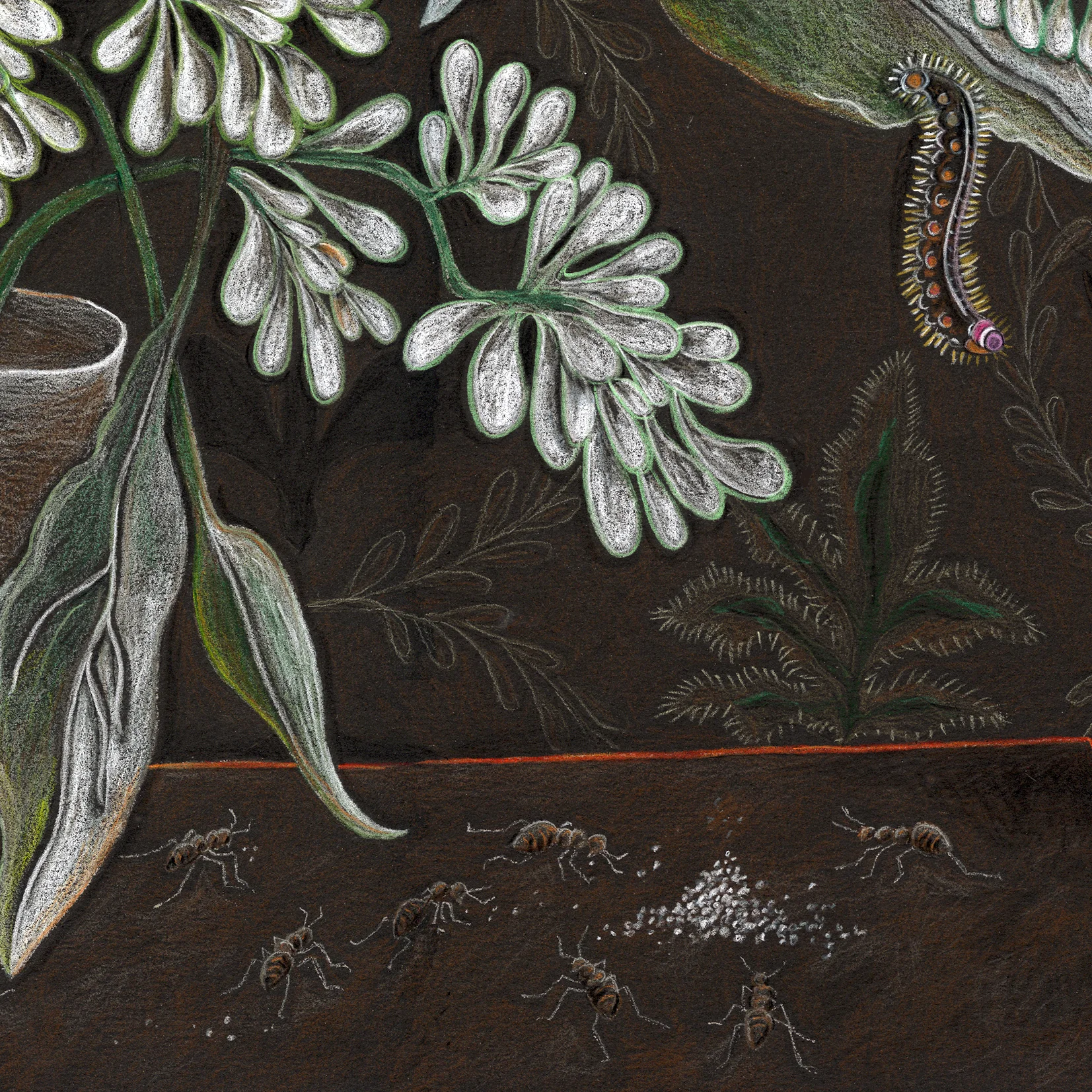 “Eucalyptus and Thistle”