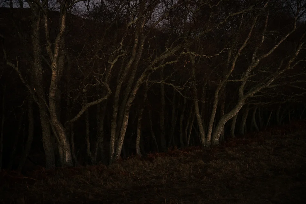 This Photo is from the same walk, at dusk. I am slowly feeling out a photo project or series based around local birch trees called The Silver Darlings . Birch are early colonisers, and support more UK wildlife than any other tree species bar Oak.