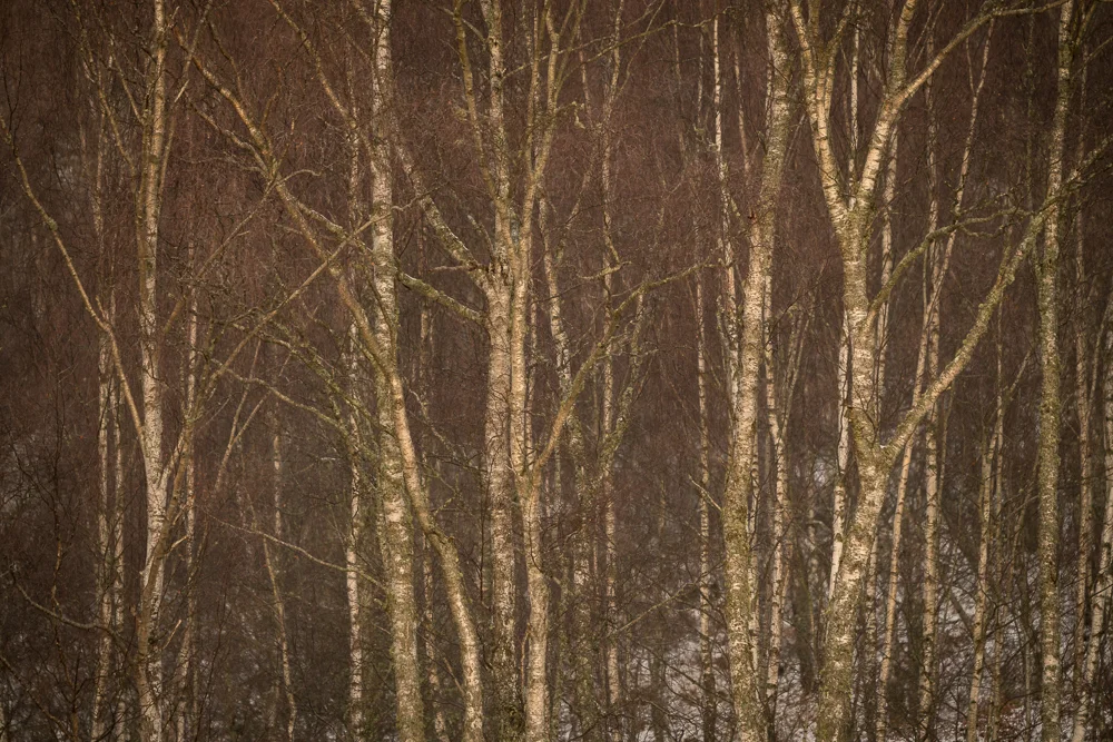This Photo and the two below were taken in well known spots near Aviemore at dawn and at dusk, to facilitate discussions on subject and abstraction. What are we aiming for when we take a photograph? What do we hope to achieve and what’s the best way of describing where we are? Most people come ready to ask those kind of questions, some less so, but it’s all good. Everyone’s answers are theirs.