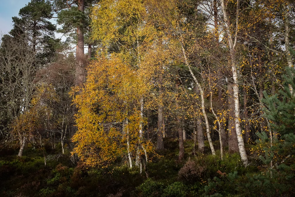 This Photo and the one below are both local to me and taken in autumn, but in different places. More Silver Darlings to finish seems appropriate. This scene is a wood local to Grantown, the other is on the slopes of the Feshie Hills, which are regenerating as the deer numbers come under control. Photographing trees is an excercise in relationships and simplicity. Keeping complex things simple a life skill worth practicing as much as I possibly can!