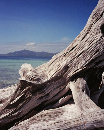 driftwood1_small.jpg