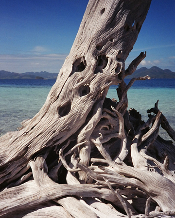 driftwood2_small.jpg