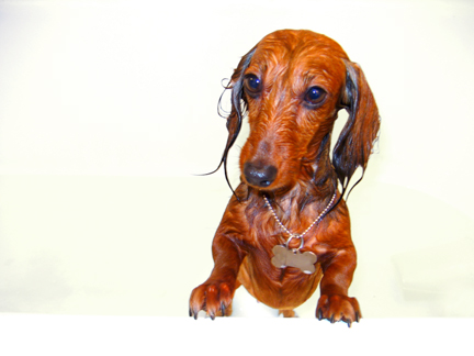 lexie_bath2.jpg
