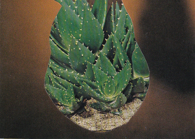 Succulent 03/ 3"x 4" /2015