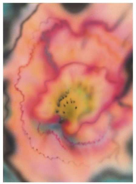 Close-up of a colorful flower with pink, yellow, and purple hues.