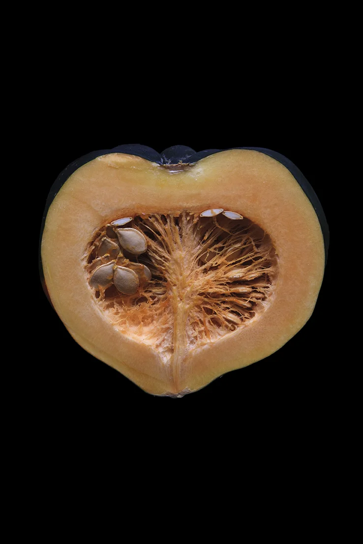 Acorn Squash, Day One