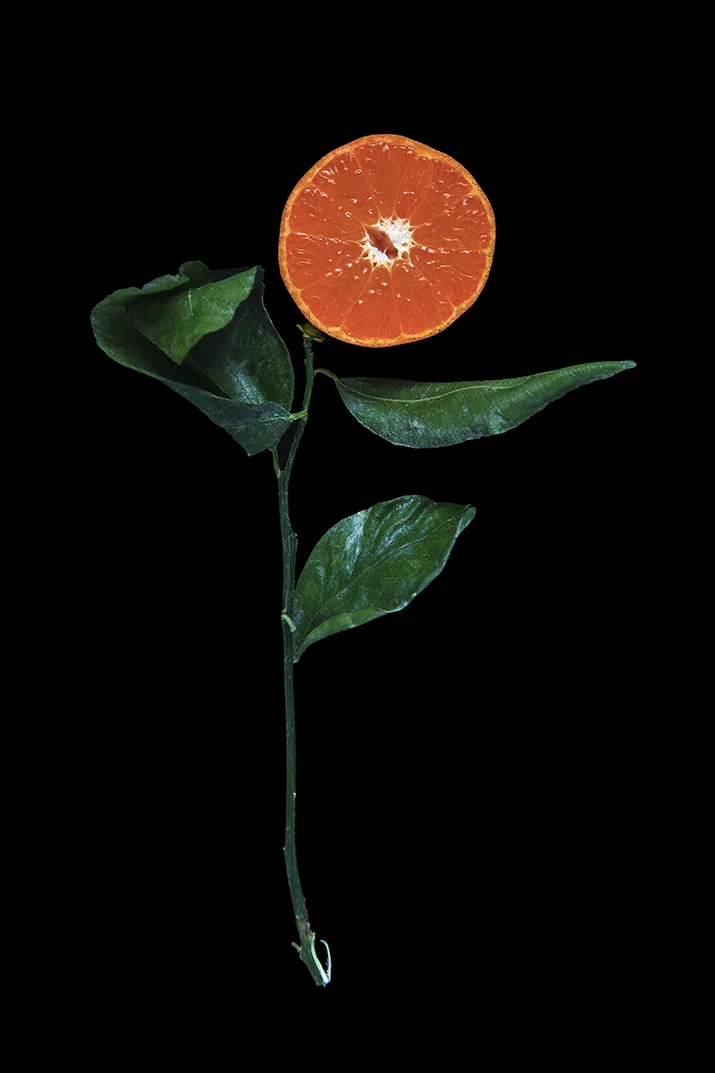Murcott Mandarin, Day One