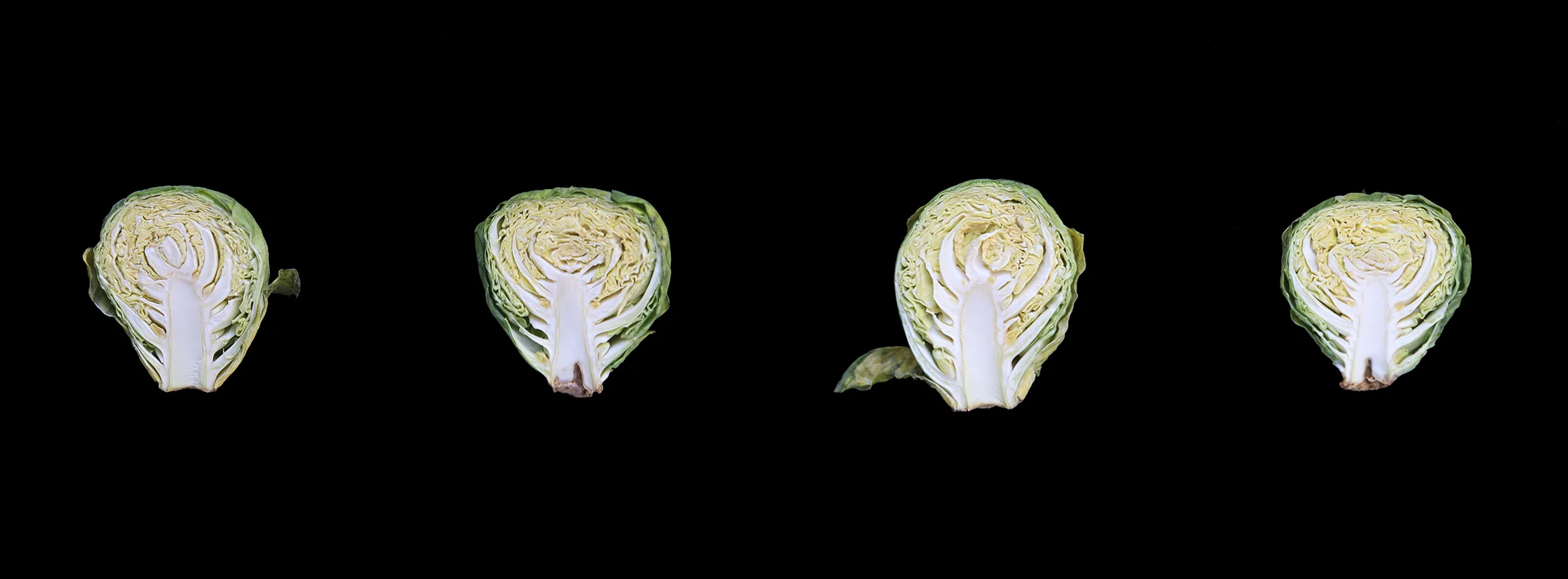 Brussels Sprout, Day Two