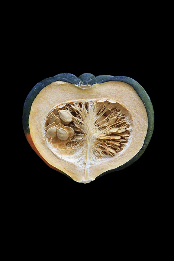 Acorn Squash, Day Three