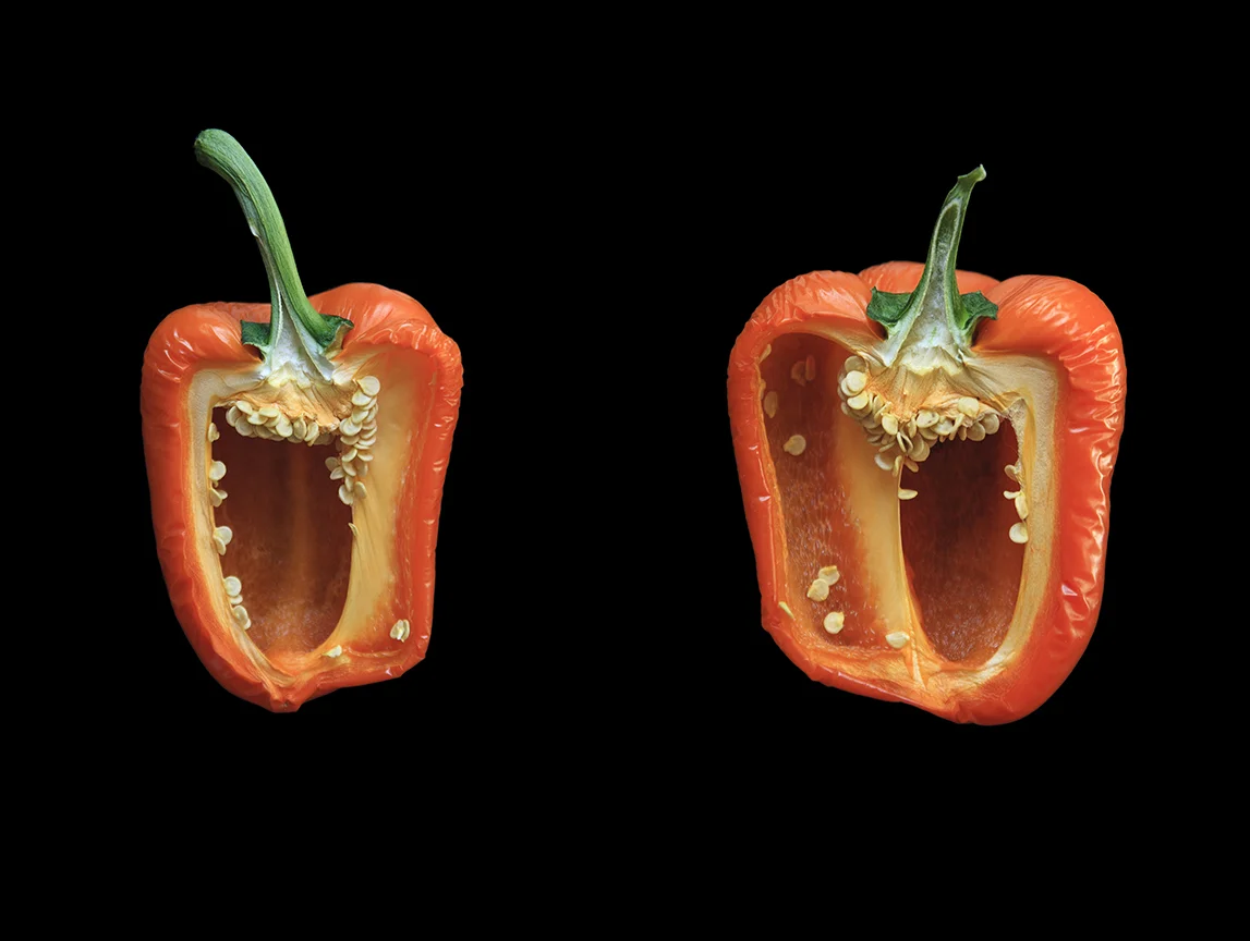 Orange Pepper, Day Three