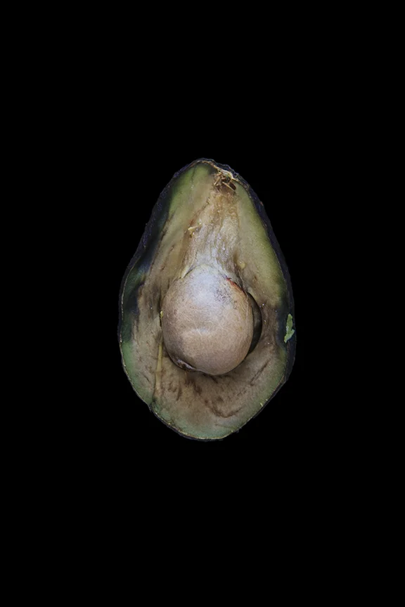 Avocado, Day Four