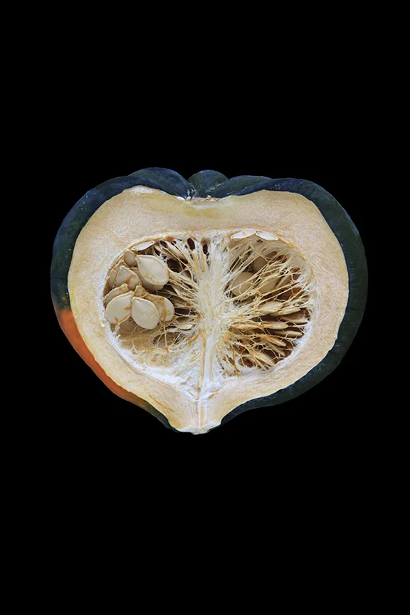 Acorn Squash, Day Four