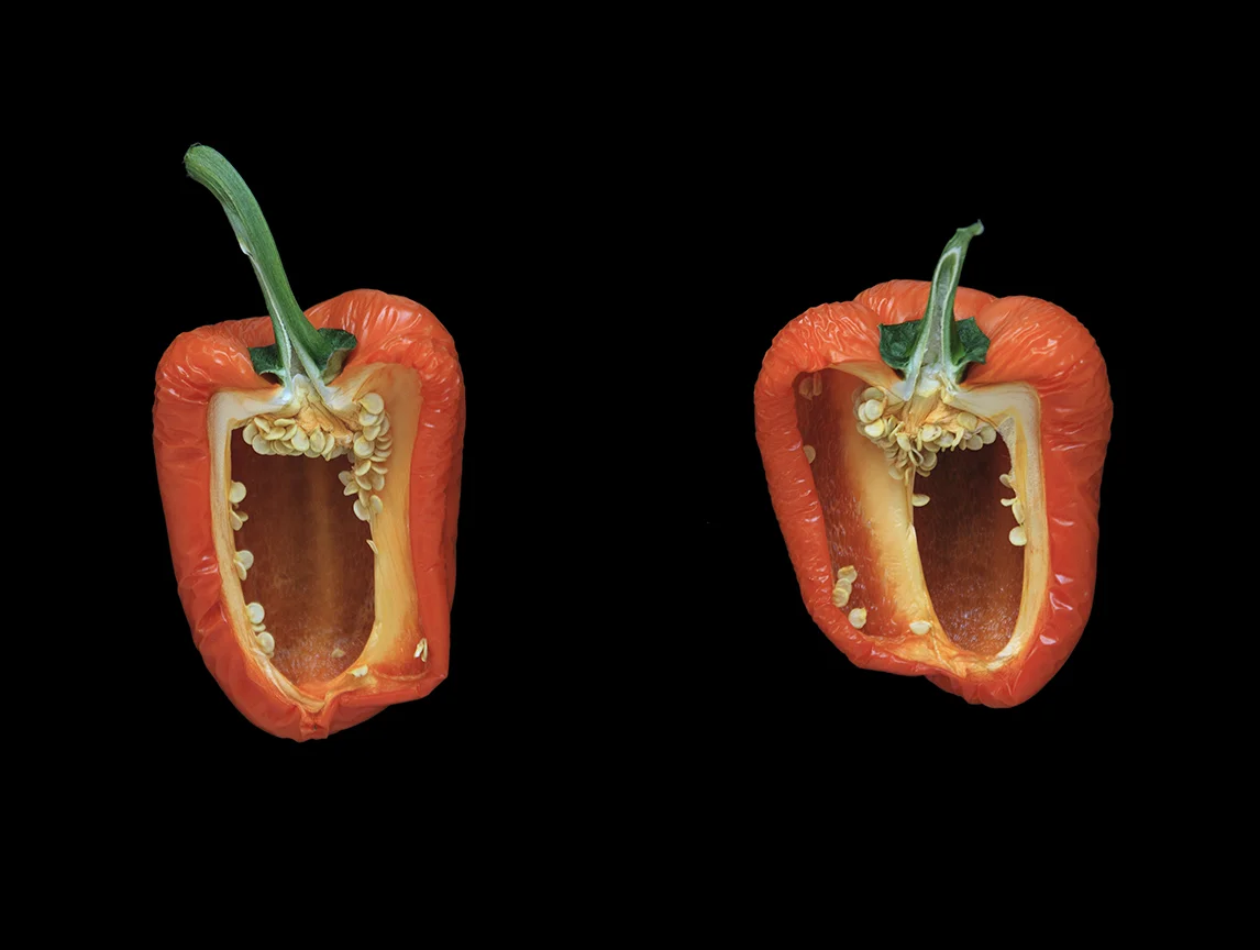 Orange Pepper, Day Four