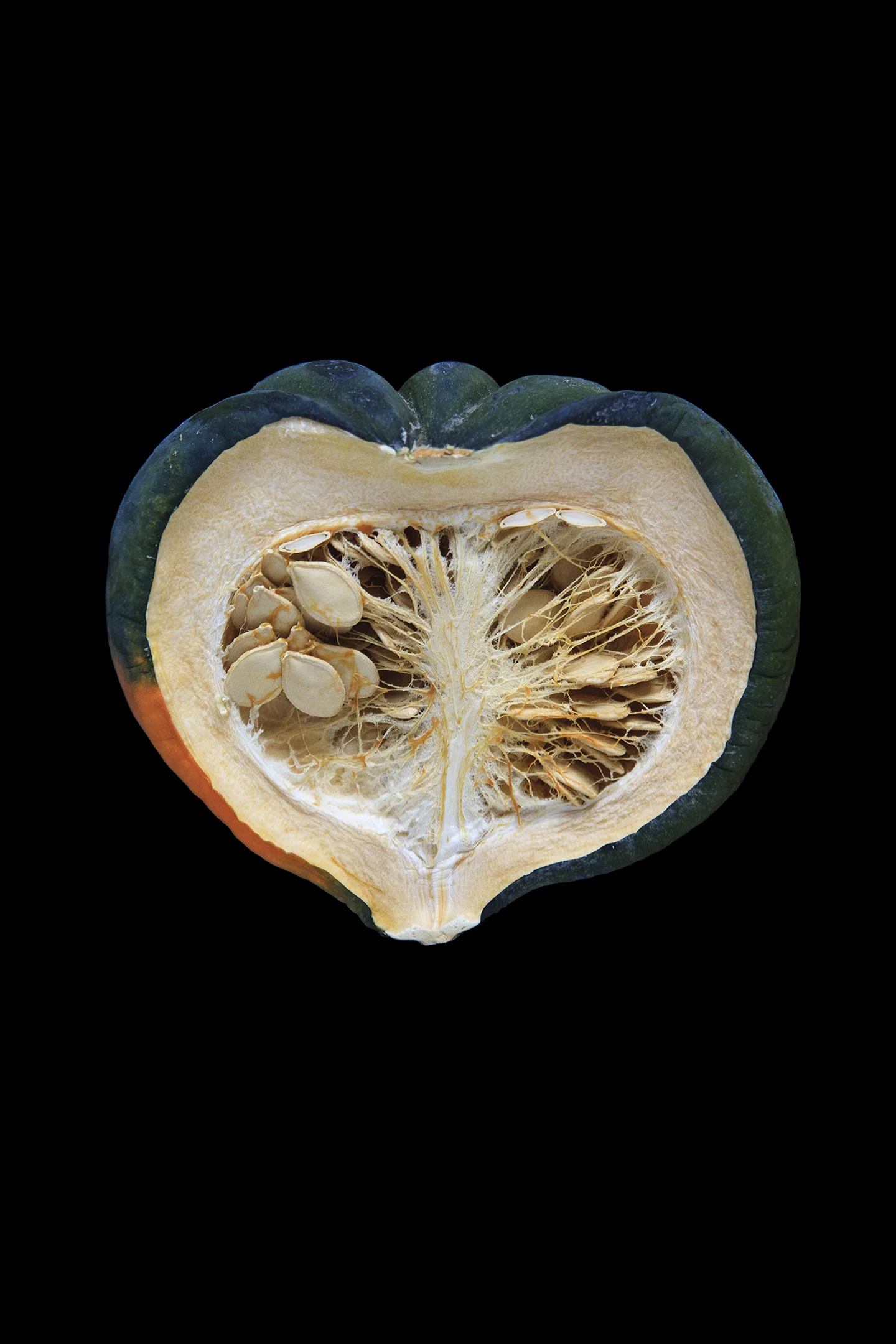 Acorn Squash, Day Five