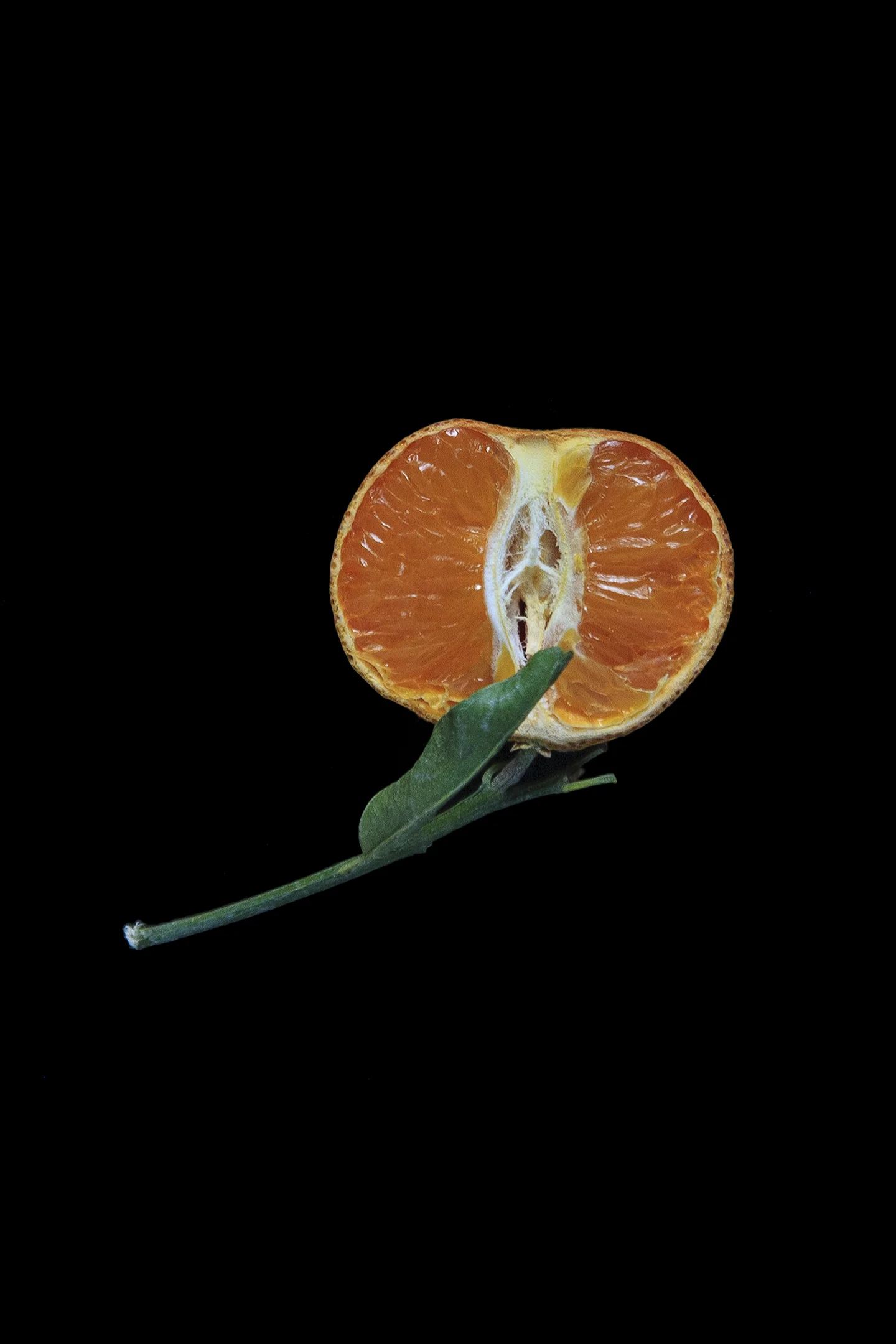 Murcott Mandarin, Day Five