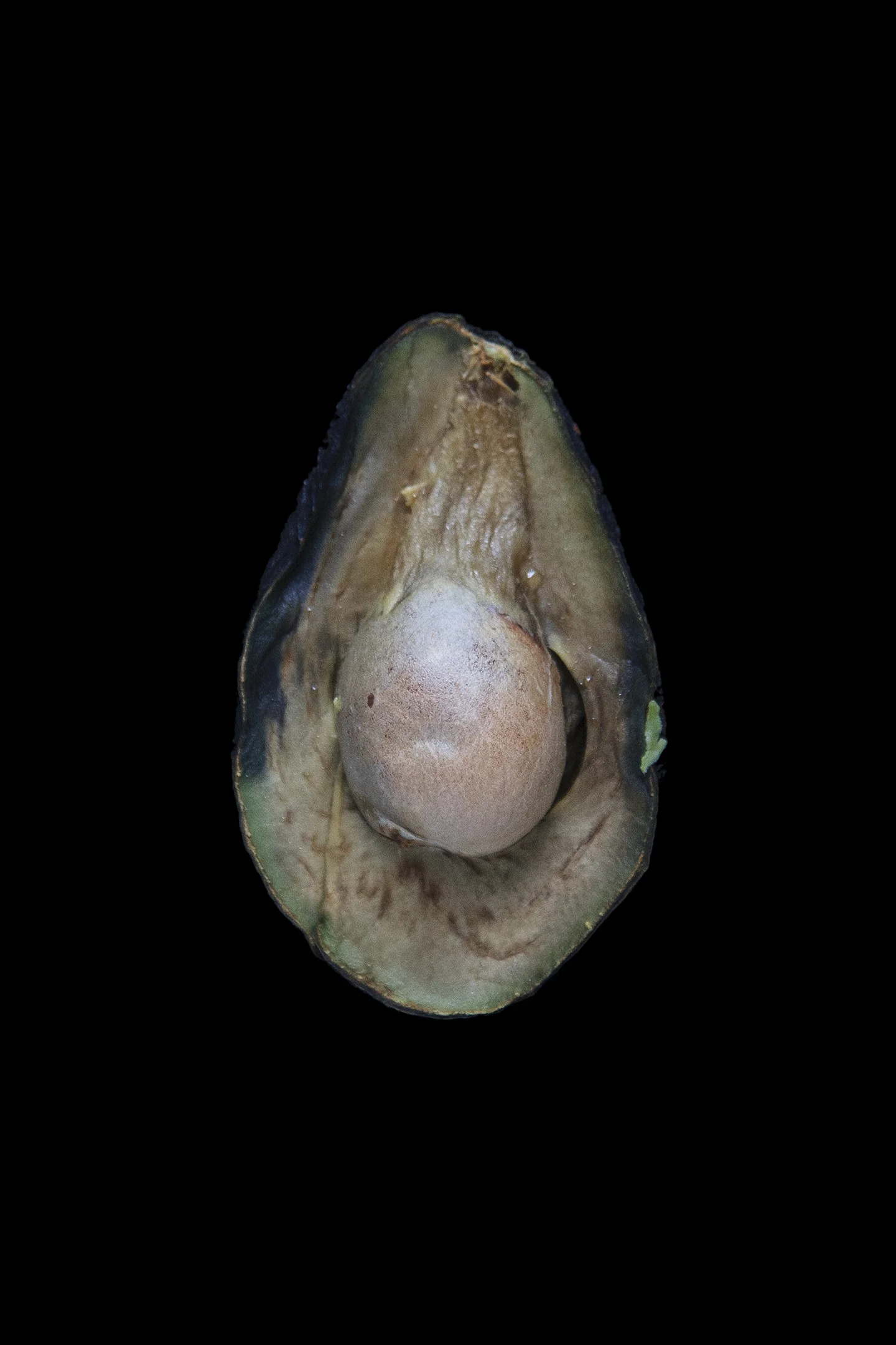 Avocado, Day Seven