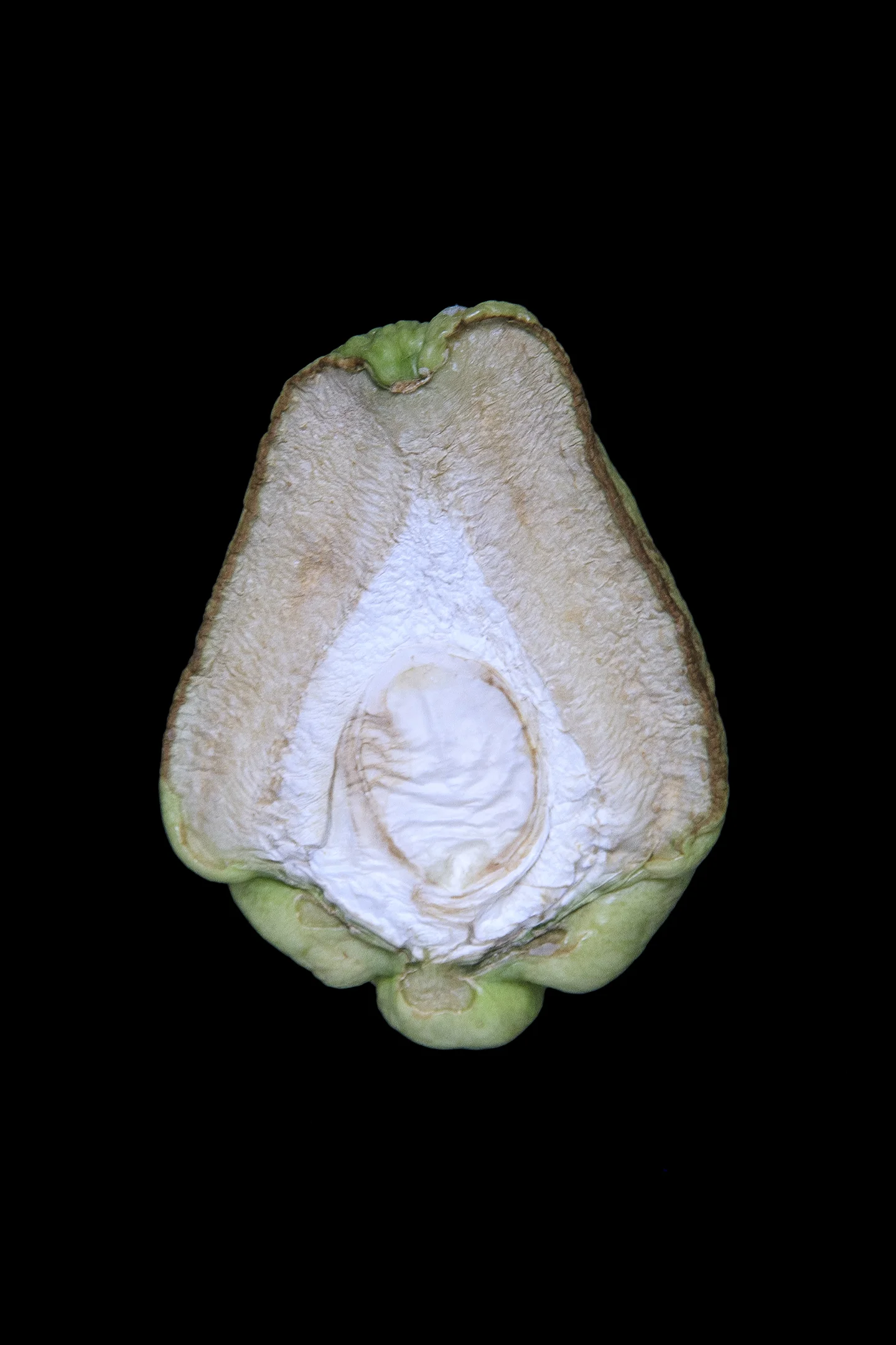 Chayote, Day Seven